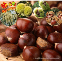 Chinese Chestnut Price Per Kg Mesh Bag Chestnuts